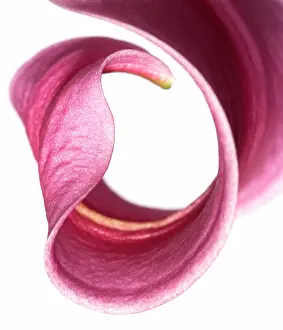 Unexplained: Lily