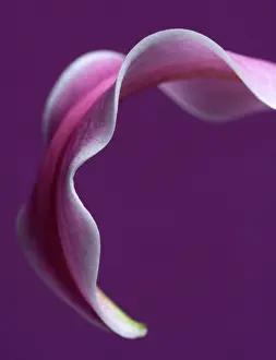 Unexplained: Lily