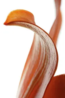 Unexplained: Lily