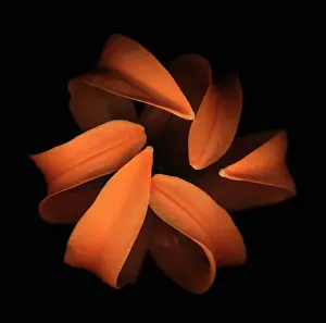 Unexplained: Lily