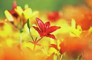Independence: Lily