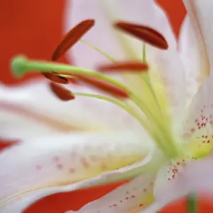 Condolence: Lily