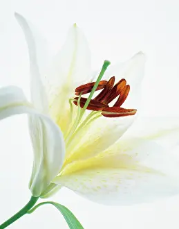 Sympathy: Lily