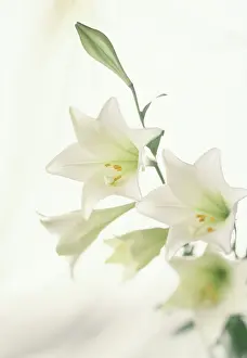Sympathy: Lily