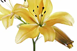 Lilium: Lily