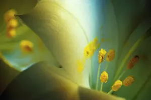 Lilium: Lily