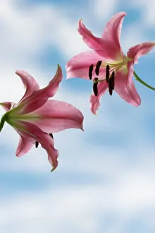 Turned: Lily