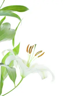 Sympathy: Lily