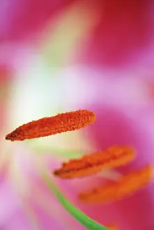 Lilium: Lily