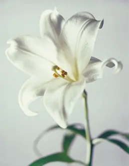 Sympathy: Lily