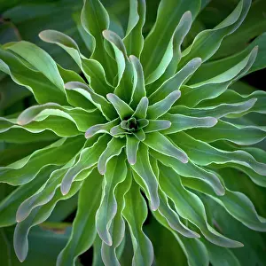Curved: Lily