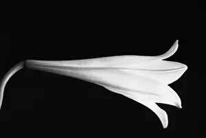 Monochrome: Lily, Lilium, Black & white
