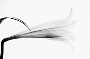 Monochrome: Lily, Lilium, Black & white
