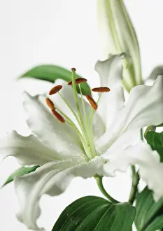 Casa: Lily