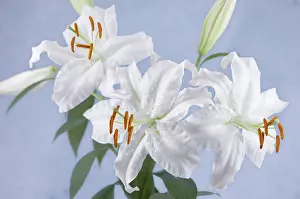 Casa: Lily