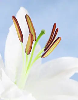 Casa: Lily