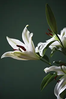 Casa: Lily