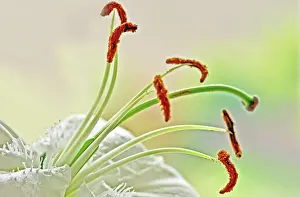 Casa: Lily