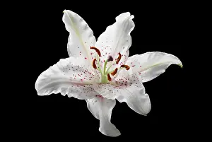 Casa: Lily, Lilium Casa Blanca, Front view of cut out