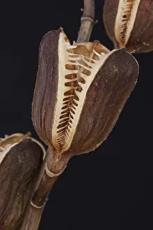 Perfume: Lily, Lilium giganteum, Brown subject, Black background