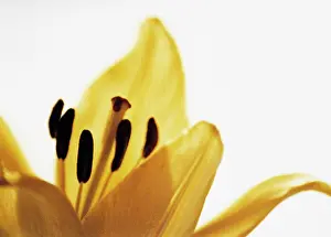 Photographic: Lily
