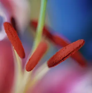 Lilium: Lily