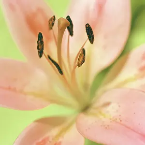 Erotic: Lily