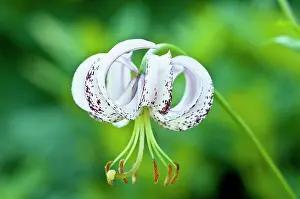 Turkscap: Lily