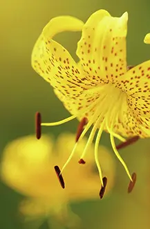 Leichtlinii: Lily