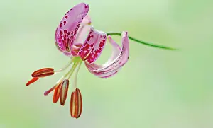 Turkscap: Lily