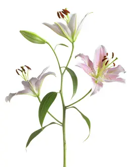 Gazer: Lily
