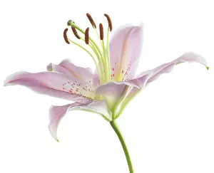 Gazer: Lily