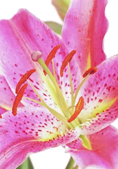 Gazer: Lily
