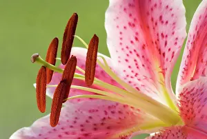 Gazer: Lily