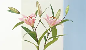 Gazer: Lily