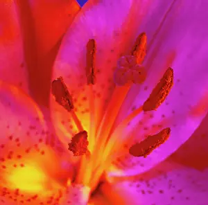 Optimism: Lily