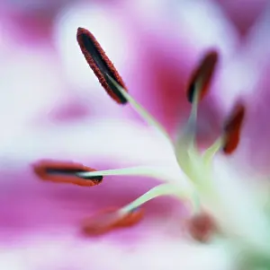 Lilium: Lily
