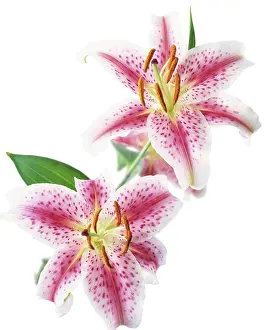 Fabulous: Lily