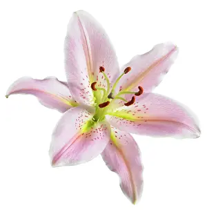 Toned: Lily