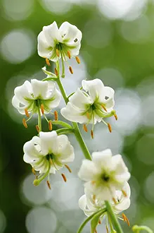 Siberia: Lily, Lily Martagon, Lilium hansonii, Side view of white flo