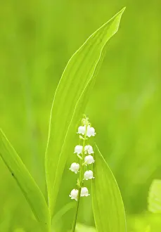 Convallaria: Lily-of-the-Valley