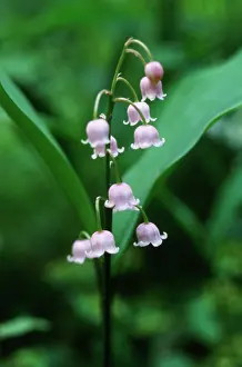 Convallaria: Lily-of-the-valley