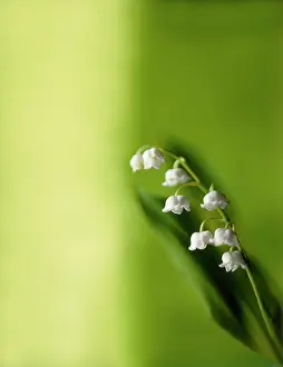 Convallaria: Lily-of-the-valley