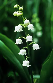 Convallaria: Lily-of-the-valley