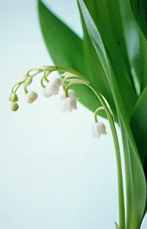 Convallaria: Lily-of-the-valley