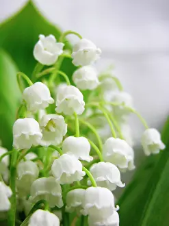 Convallaria: Lily-of-the-valley