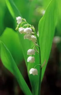 Weak: Lily-of-the-valley