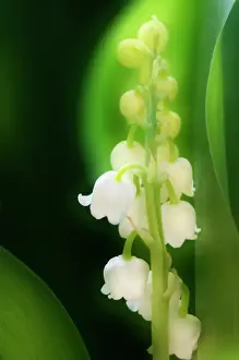 Convallaria: Lily-of-the-valley