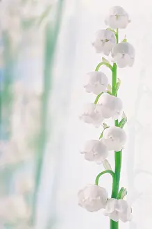 Weak: Lily-of-the-valley