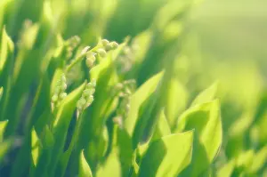 Convallaria: Lily-of-the-valley
